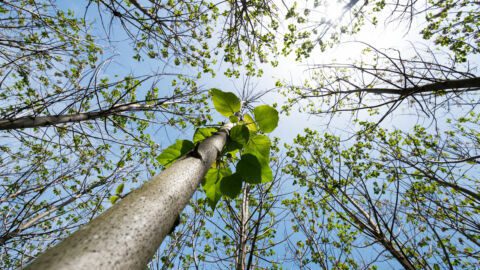 FastGrowingTrees Growth Story