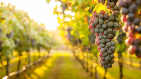 WineDirect BigCommerce