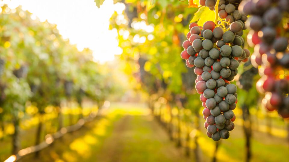 WineDirect BigCommerce