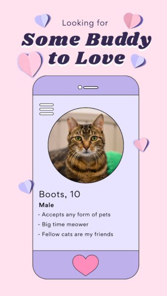 Chewy animal dating profile v-day