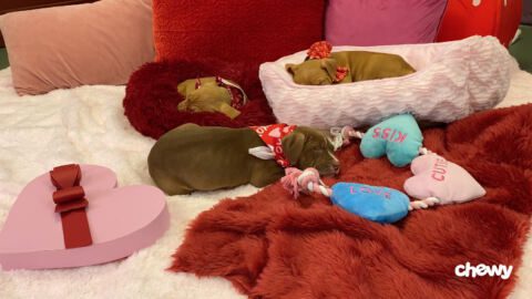 Chewy Pet Adoption TikTok Live Valentine's Day