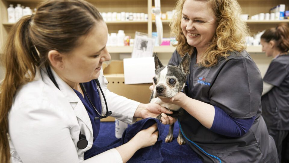 Petco and Nationwide Partner to Add Data to Pet Healthcare Offerings