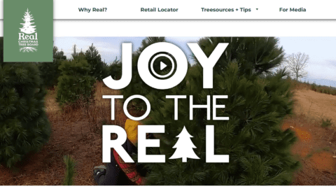 New research from the Real Christmas Tree Board found that 4% of consumers wait until the end of December to buy a Christmas tree.