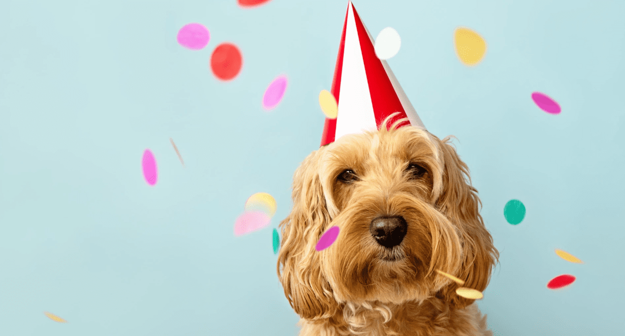 Petco charity is planning a block party in NYC.