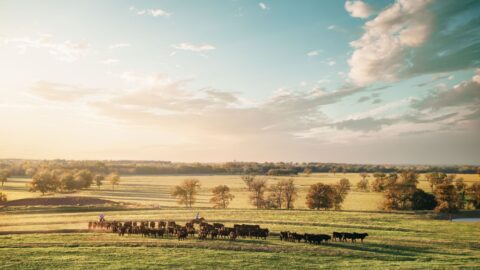 Cattle on a range