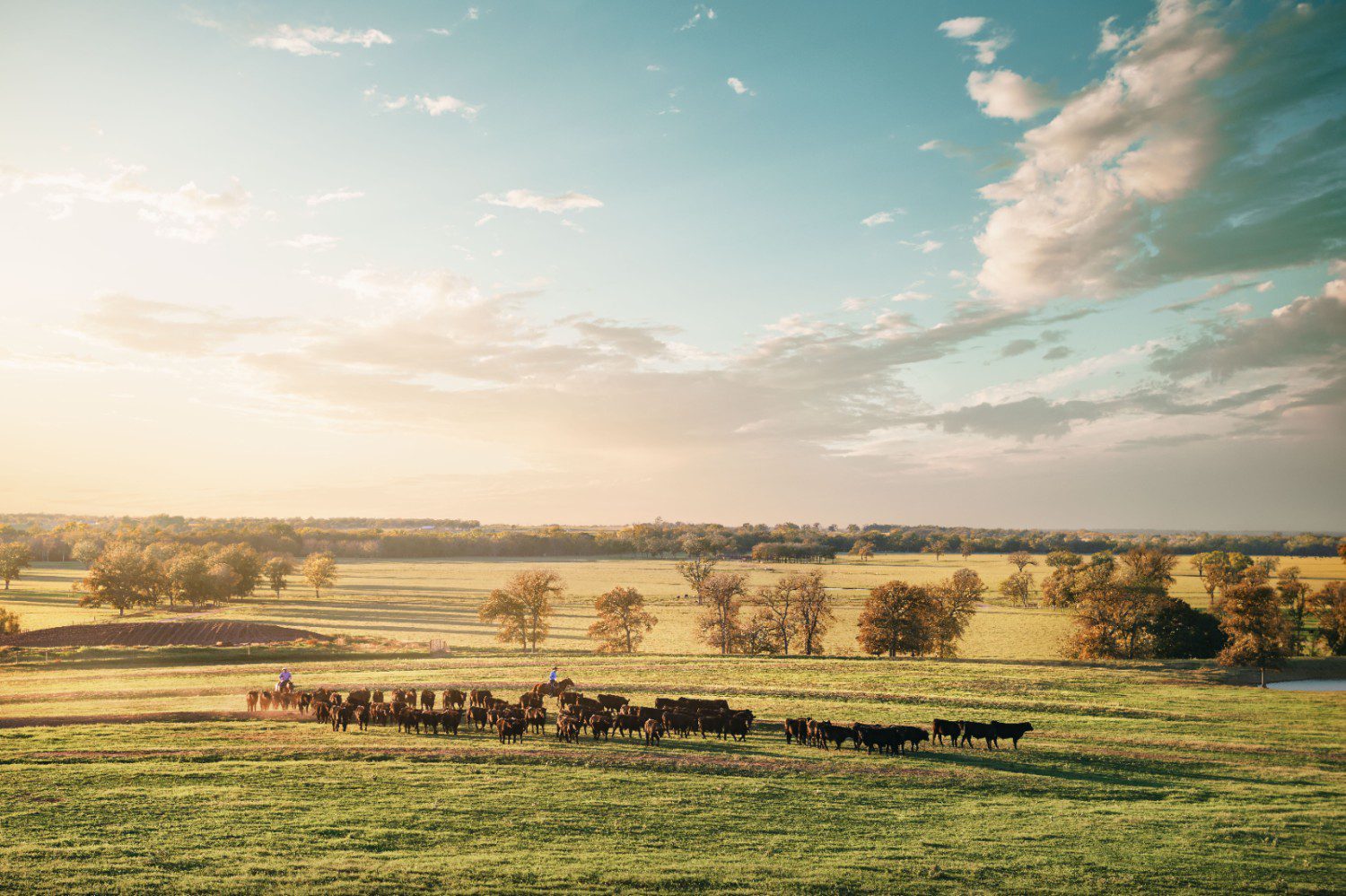 Cattle on a range