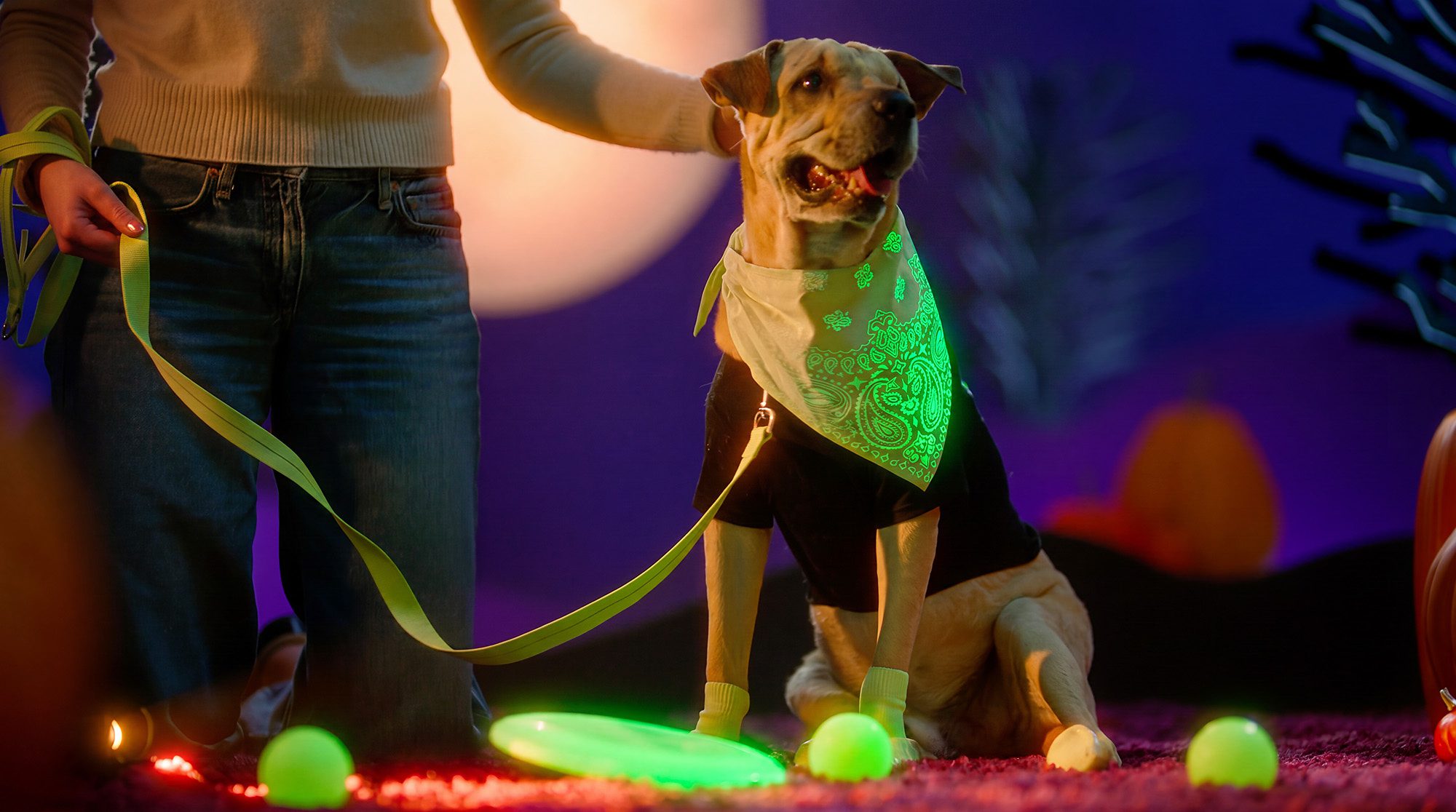 Petco's glow-in-the dark safety gear for 2026. Courtesy of Petco