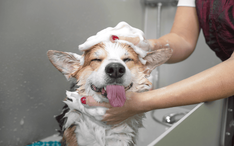 AI Playbook: How PetSmart Used AI Decisioning to Drive a 22% Lift in Salon Bookings